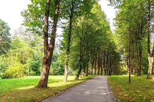 Path in the forest or park. Tree alley photo