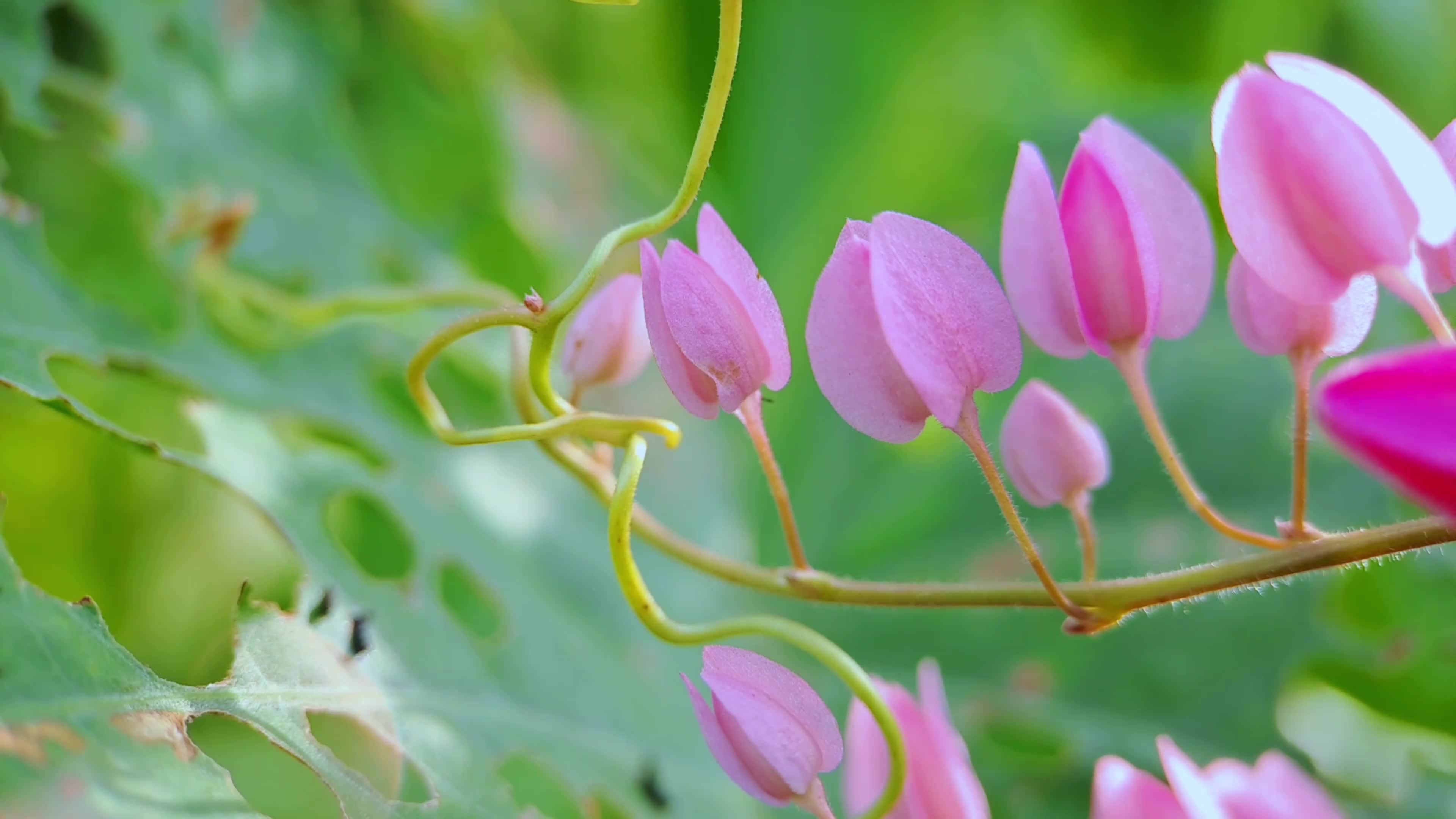 Buckwheat Flower Meaning In Korea Best Flower Site