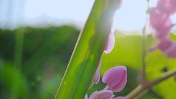 antigonon leptopo rosa è un' specie di perenne vite nel il grano saraceno famiglia comunemente conosciuto come corallo vite o della regina ghirlanda, sfondo verde sfocatura video