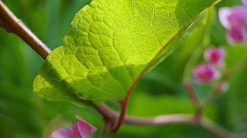 Antigonon leptopus pink is a species of perennial vine in the buckwheat family commonly known as coral vine or queen's wreath, background green blur video