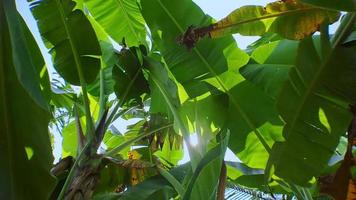 Grüne Bananenblätter mit Sonnenlicht zwischen den Blättern und hellblauen und weißen Wolken machen einen ästhetischen Eindruck, filmisches Video 4k Kamerabewegung