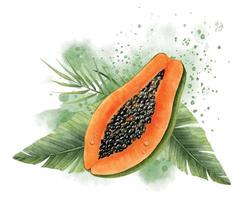 papaya de frutas tropicales exóticas con hojas de palma verde y salpicaduras abstractas. ilustración acuarela dibujada a mano de la planta de la selva sobre un fondo aislado. dibujo para la etiqueta de producción de alimentos de jugo vector