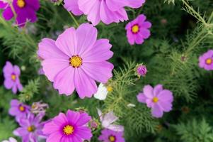 flores cosmos en el campo que florece en el día en el jardín de la naturaleza foto