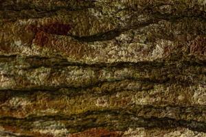 Pine tree bark texture close up. Background of plane tree bark, plane tree bark texture. pine forest photo
