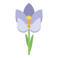 Blossom crocus icon, isometric style vector