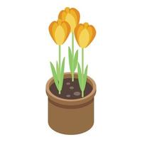 Pot crocus icon, isometric style vector