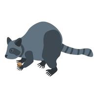 Raccoon icon, isometric style vector