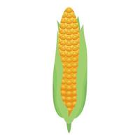 Fresh corn cob icon, isometric style vector