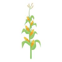 Corn plant icon, isometric style vector