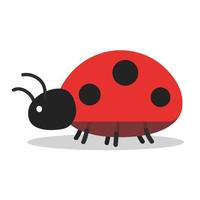 Ladybug vector. ladybug on white background. wallpaper. symbol. vector