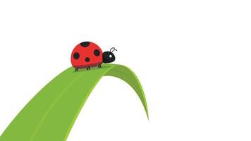 Ladybug on leaf. wallpaper. free space for text. background. symbol. ladybug on white background. vector