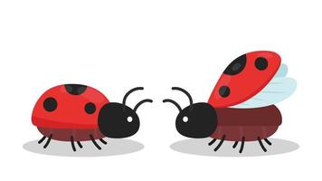 Ladybug vector. ladybug on white background. wallpaper. symbol. vector