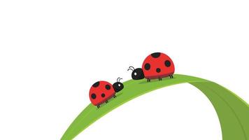 Ladybug on leaf. wallpaper. free space for text. background. symbol. ladybug on white background. vector