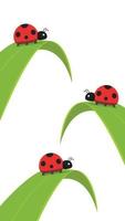 Ladybug on leaf. wallpaper. free space for text. background. symbol. ladybug on white background. vector