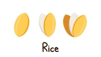 Rice seed vector. Rice seed on white background. paddy. vector