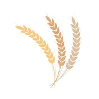 símbolo de arroz vector de símbolo de trigo. fondo de pantalla. diseño de logo.