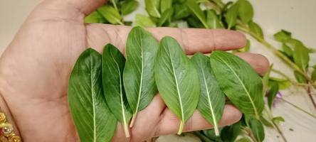 Catharanthus roseus, Cape periwinkle, Madagascar periwinkle, commonly known as Sadabahar flower in India, Sadabahar Leaf in hand photo