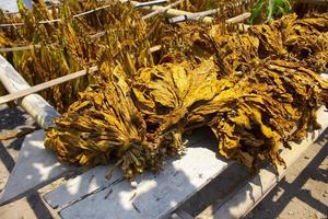 Secado de hojas de tabaco tradicionales colgadas en un campo, Indonesia. Tabaco de corte seco de alta calidad hoja grande. foto