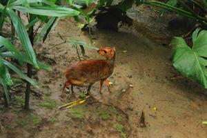 Little a mouse-deer chevrotain kancil en zoológico foto