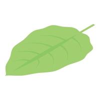 Physalis leaf icon, isometric style vector