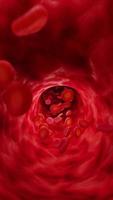 rosso sangue cellule nel arteria. verticale loop video