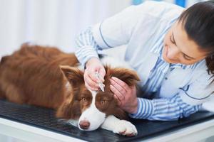 Brown Border Collie dog during visit in vet photo