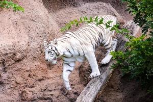 tigre blanco en un zoológico foto