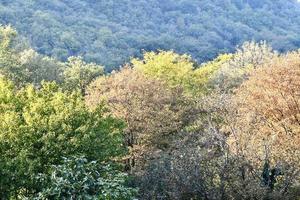 arboles en el bosque foto