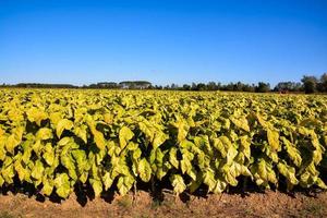 Landscape in summer photo