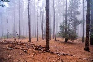 Trees in the forest photo