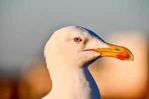 Seagull in Morocco photo