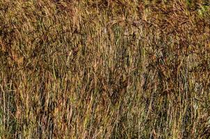 Tall texture Grass photo