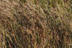 Tall texture Grass photo