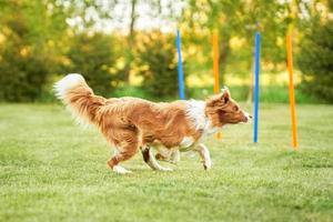 entrenamiento de perros border collie de chocolate marrón en el jardín foto