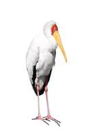 Yellow-billed stork on white background photo