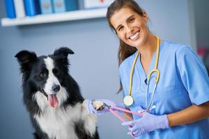 Female vet cutting claws and examining a dog in clinic photo