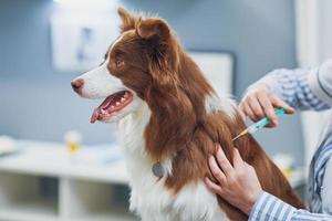 Brown Border Collie dog during visit in vet photo