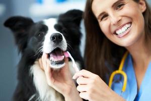 Female vet examining a dog in clinic photo