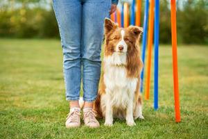 Chocolate White Border Collie with woman owner photo