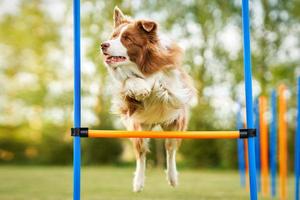 entrenamiento de perros border collie de chocolate marrón en el jardín foto