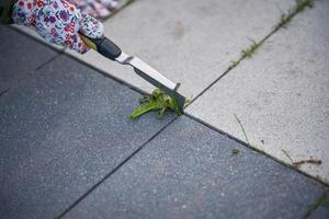 Young woman extract the weeds from concrete in the garden photo