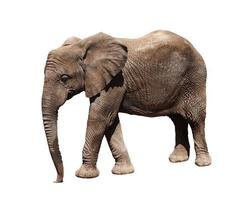 elefante africano sobre fondo blanco foto