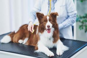 perro border collie marrón durante la visita al veterinario foto