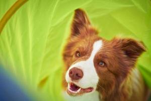 Brown chocolate Border Collie dog training in the garden photo