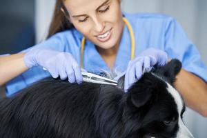 Veterinaria quitando garrapatas y examinando a un perro en la clínica foto