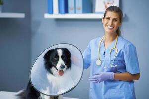 Veterinaria examinando a un perro en la clínica foto