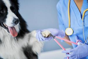 Female vet cutting claws and examining a dog in clinic photo