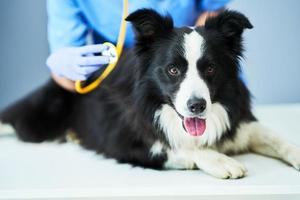 Veterinaria examinando a un perro en la clínica foto