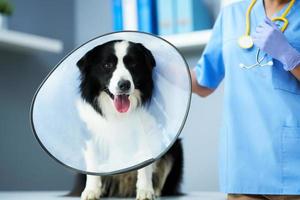 Female vet examining a dog in clinic photo