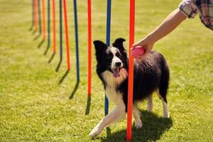 perro border collie y una mujer en un campo de agilidad foto